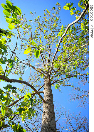 カンレンボク カンレンボク 6010009