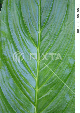 タッカシャントリエリの葉 タッカシャントリエリの葉 6010011