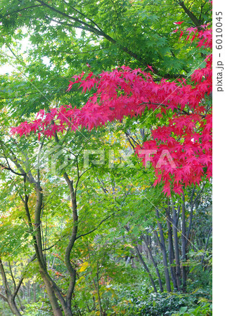 モミジの紅葉 モミジの紅葉 6010045