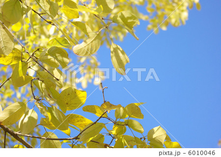 ヒトツバタゴの黄葉 6010046