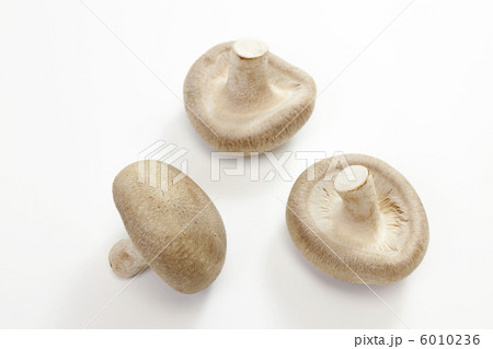 きのこ・シイタケ きのこ・シイタケ 6010236