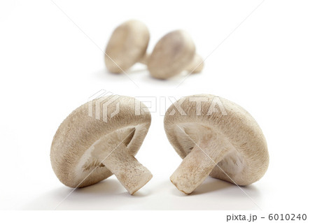 きのこ・シイタケ きのこ・シイタケ 6010240