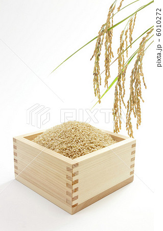 お米・新米 6010272