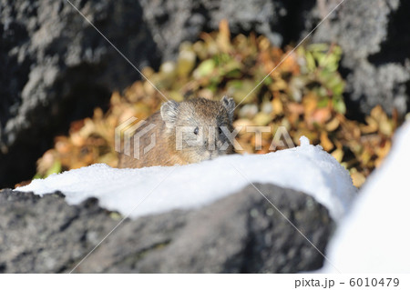 エゾナキウサギ 6010479