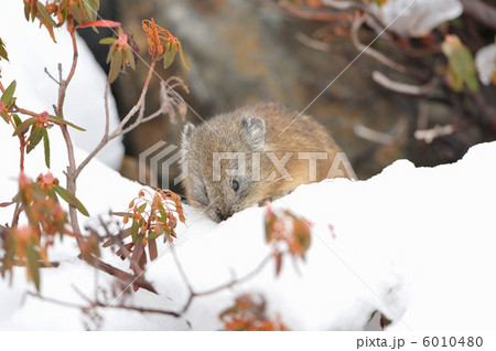 エゾナキウサギ 6010480