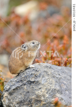 エゾナキウサギ 6010481