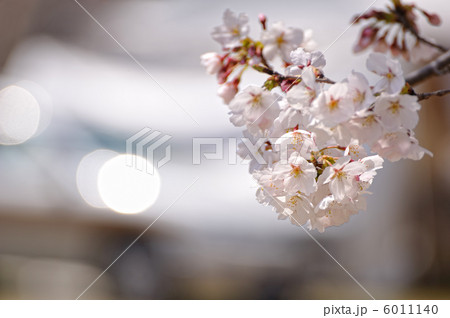 桜 6011140