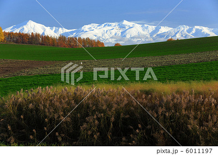 ススキと十勝岳連峰 6011197
