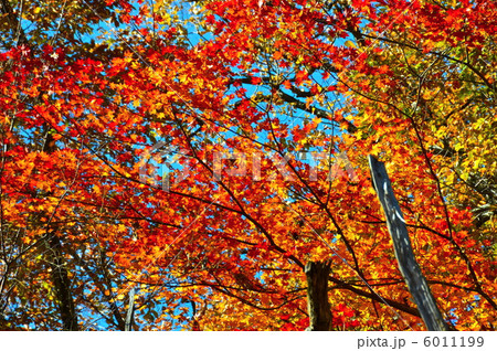 紅葉真っ盛り（碓氷峠･アプトの道／群馬県安中市） 6011199
