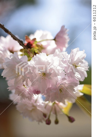 塩釜桜 塩釜桜 6011212