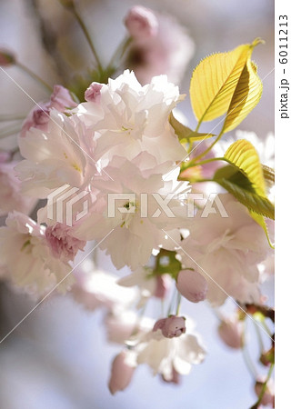 塩釜桜 6011213