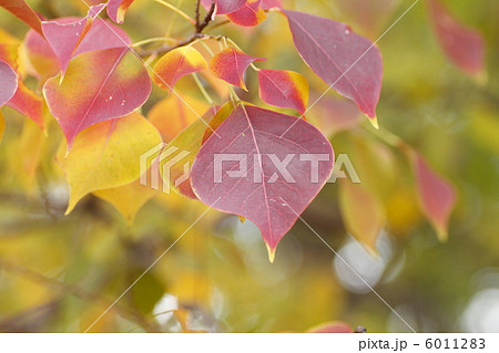 ナンキンハゼ　紅葉 6011283