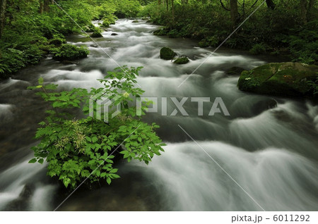 奥入瀬渓流 6011292