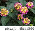 ランタナ 6011299