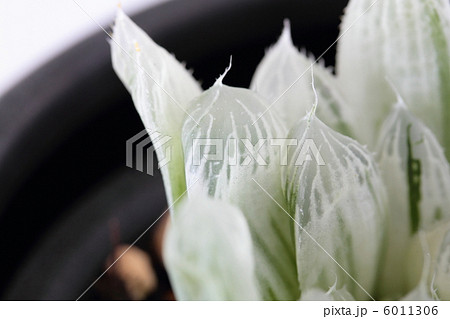 ピリフェラ錦 6011306