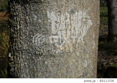 キタコブシ 6011356