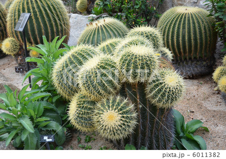 サボテン サボテン 6011382