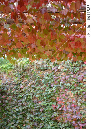 福岡市植物園の蔦 6011383