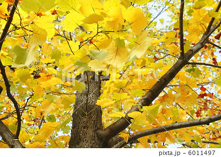 プラタナス 紅葉の写真素材