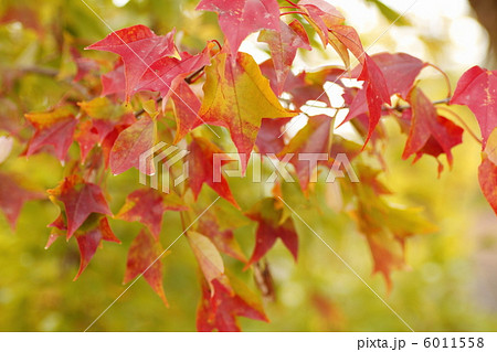 トウカエデ　紅葉 6011558