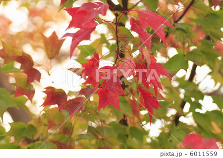 トウカエデ　紅葉 6011559