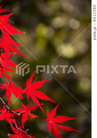 紅葉　 6011560