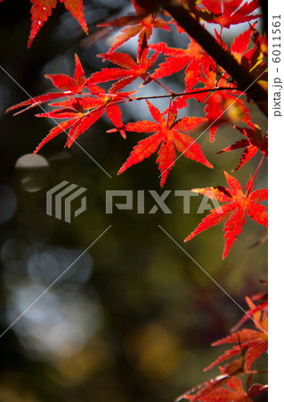 紅葉　 6011561