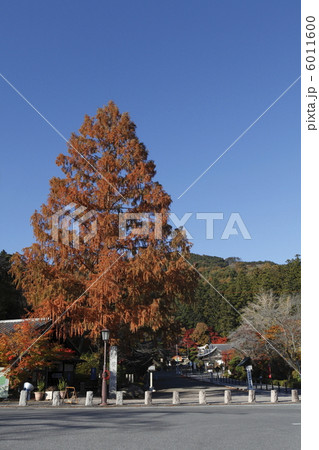 宝登山(ほどさん)神社参道(長瀞町) 宝登山(ほどさん)神社参道(長瀞町) 6011600