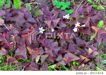 カタバミ オキザリス (トライアングラリス) カタバミ オキザリス (トライアングラリス) 6011818