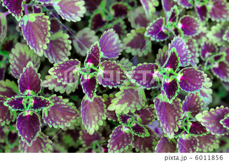 コリウス 6011856