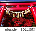 紅い鳥居の中で映える紅葉 6011863
