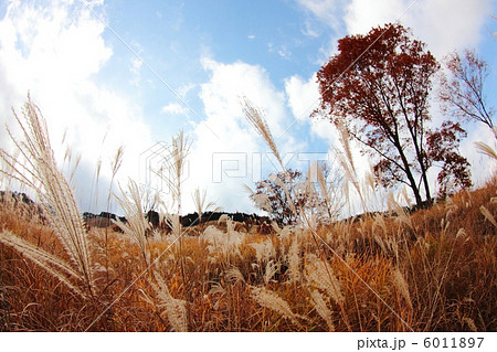 砥峰高原のススキ野原 砥峰高原のススキ野原 6011897