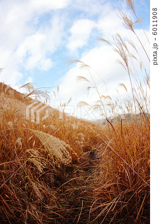 砥峰高原のススキ野原 砥峰高原のススキ野原 6011908