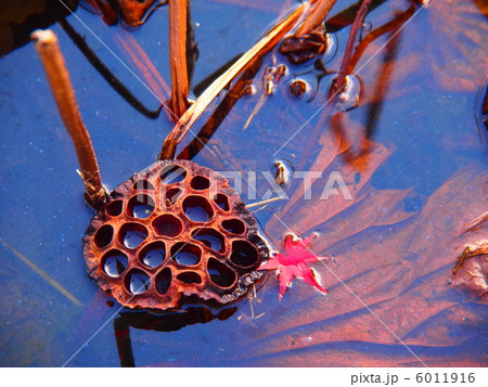 枯れた蓮の実　と　真っ赤なもみじ 6011916