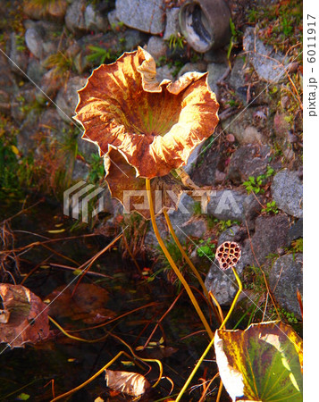 枯れた蓮の葉　と　蓮の実 6011917