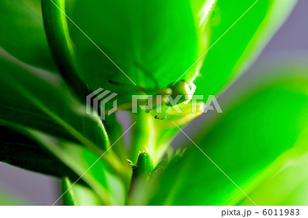 花蜘蛛 6011983