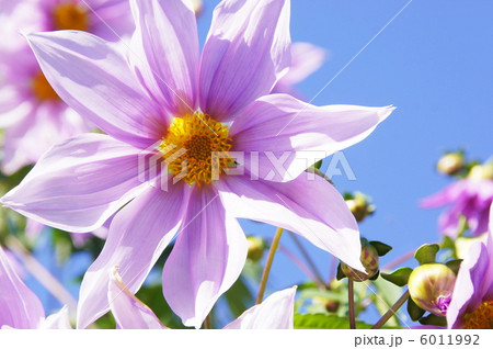 11月 コウテイダリア・キク科80 11月 コウテイダリア・キク科80 6011992