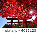 鮮やかなイロハモミジと紅い鳥居との競演 6012123