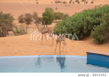水を飲みにきたガゼル 6012242