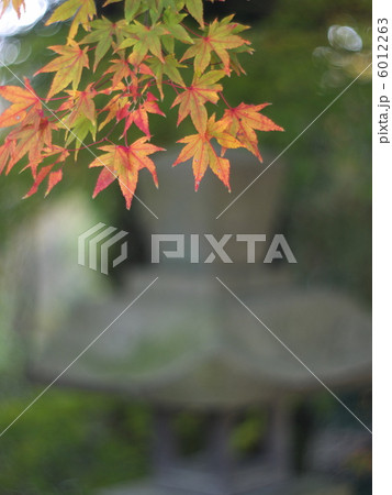 灯篭ともみじ 6012263