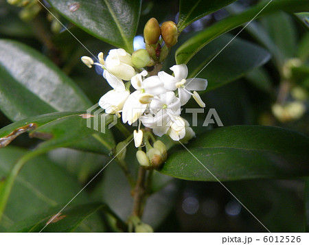 キンモクセイの仲間ギンモクセイの白い花の写真素材