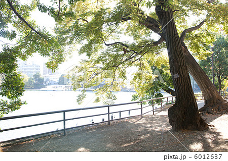 朝日のまぶしい洗足池公園 朝日のまぶしい洗足池公園 6012637