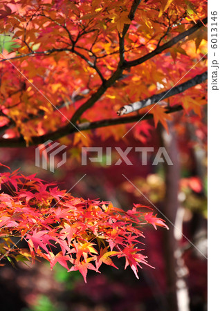 小豆島 泉公園の紅葉 小豆島 泉公園の紅葉 6013146