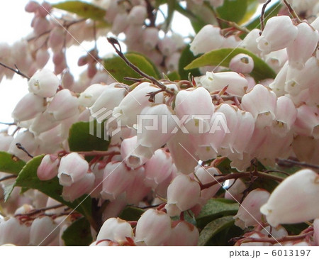 アセビ(ピンク):馬酔木 アセビ(ピンク):馬酔木 6013197