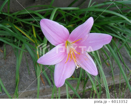 ピンクのサフランに、そっくりの可愛い花 6013352