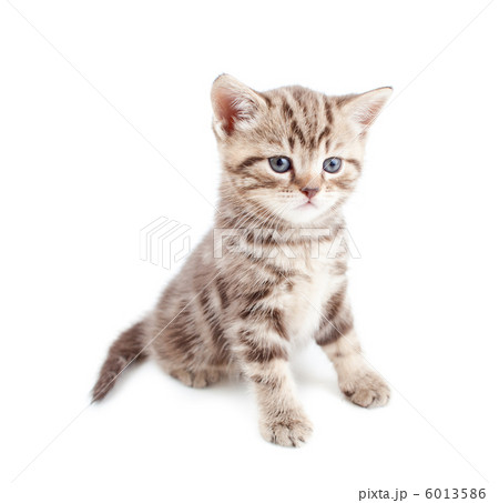 British baby cat or kitten sitting isolated British baby cat or kitten sitting isolated 6013586