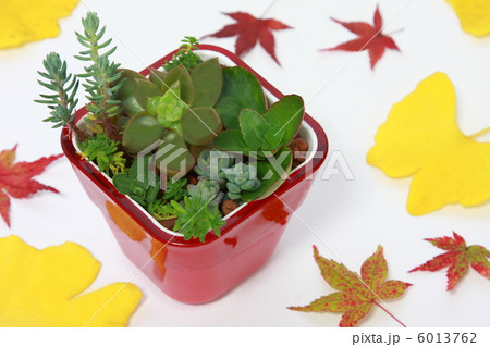 多肉植物の観賞ポットと銀杏と紅葉の葉（白背景） 6013762