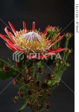 プロテアとリューカデンドロン 6013791