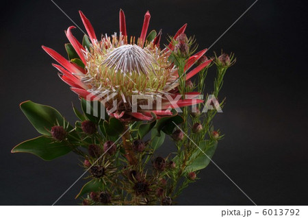 プロテアとリューカデンドロン プロテアとリューカデンドロン 6013792