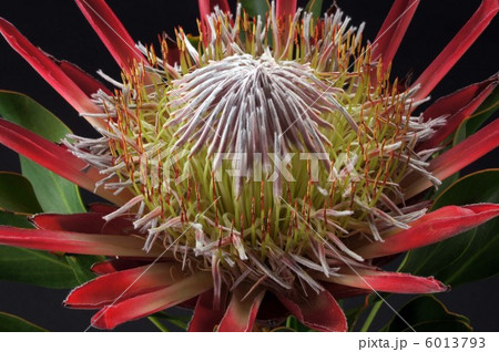 プロテア 6013793